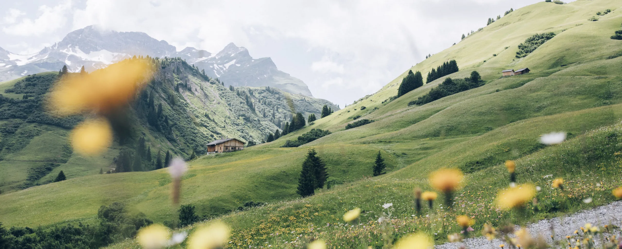 Sommerliche Landschaft in Lech Zürs mit grünen Hügeln und blühenden Wiesen