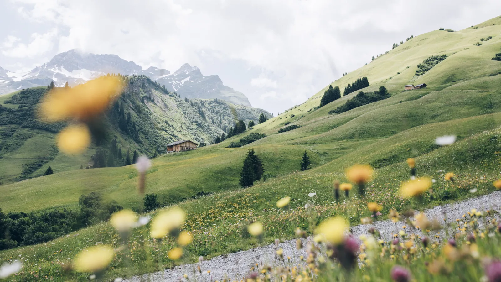 Blühende Wiesenlandschaft in Lech Zürs im Sommer.